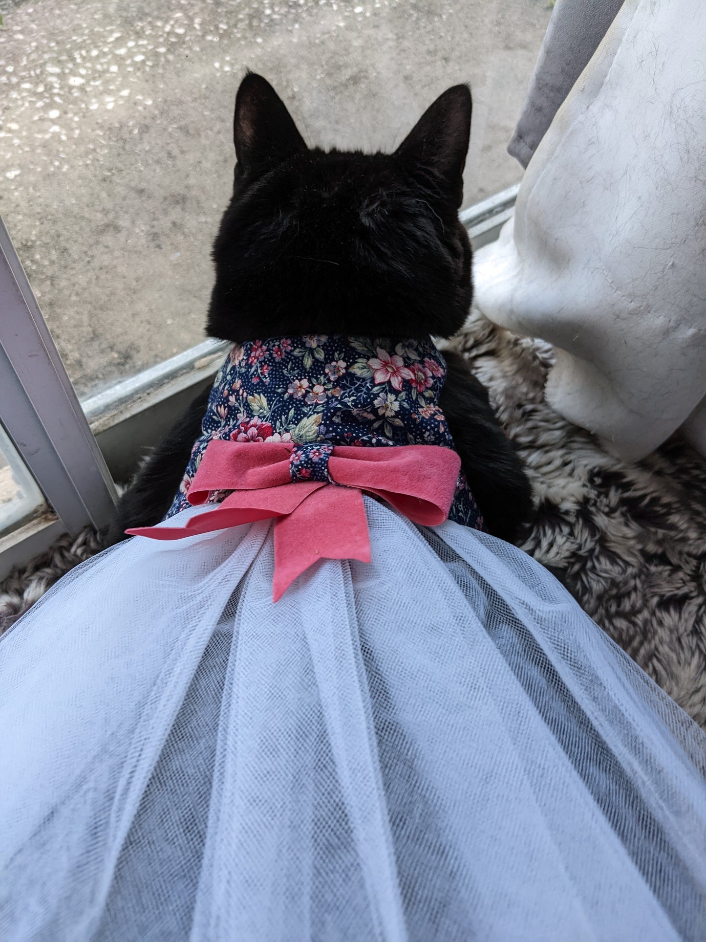 cat wearing princess cat dress for cat with flowers and bow