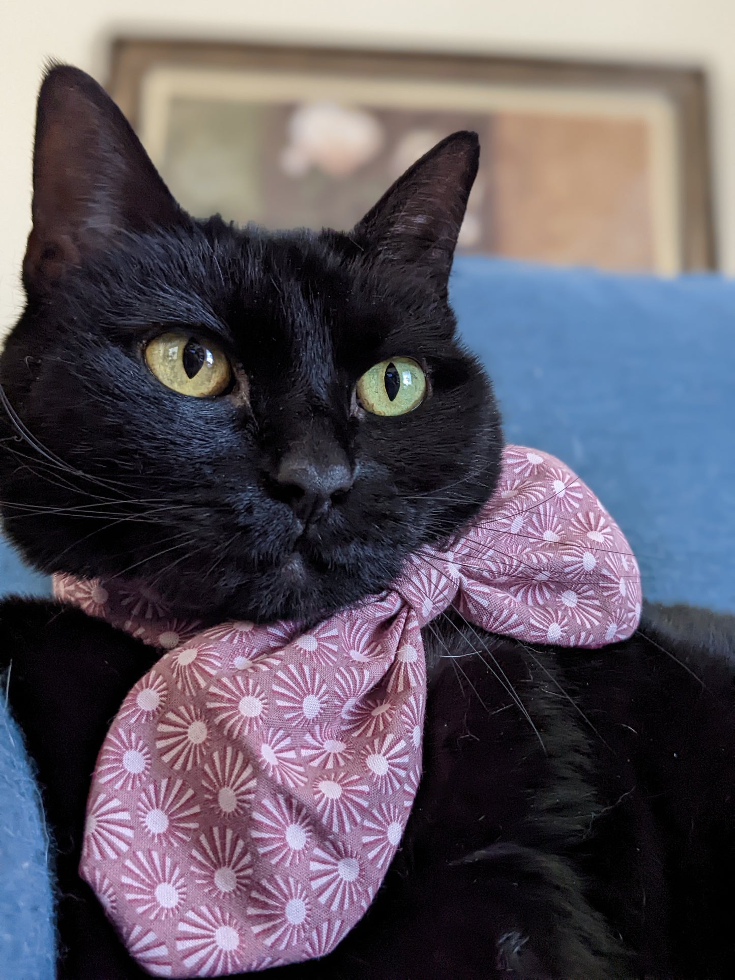 Cute Bow Adjustable Cat Collar
