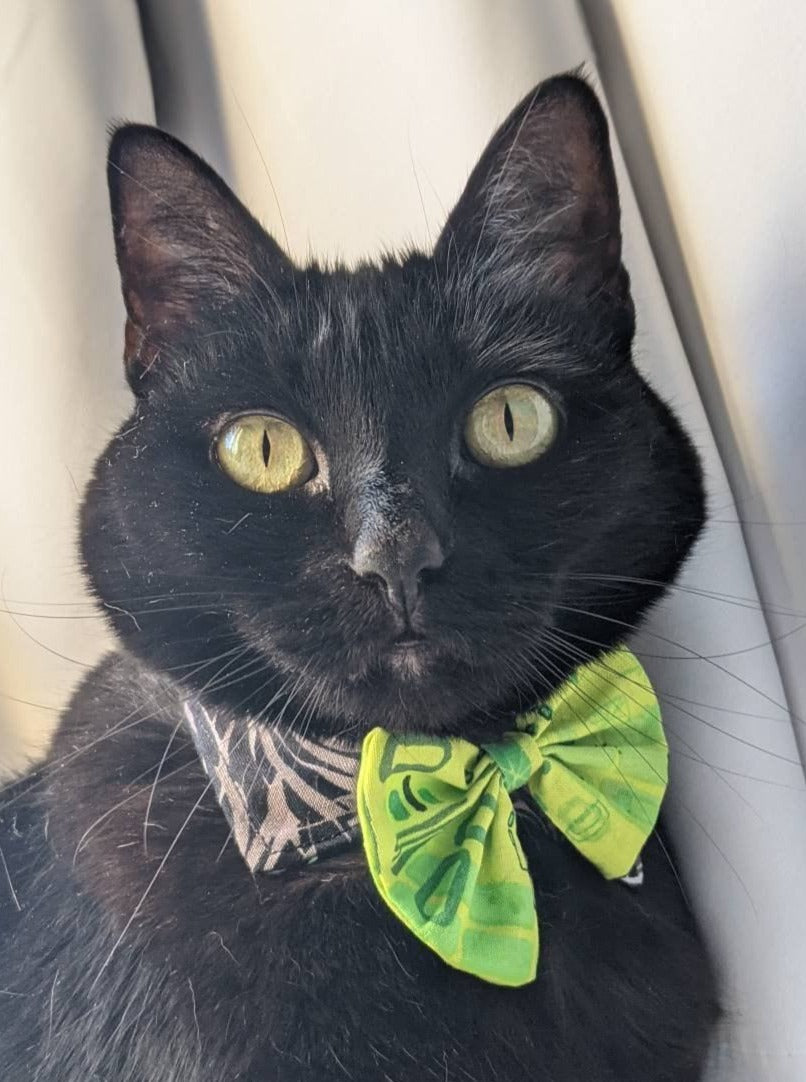 Unique Wedding Cat Neck Accessory