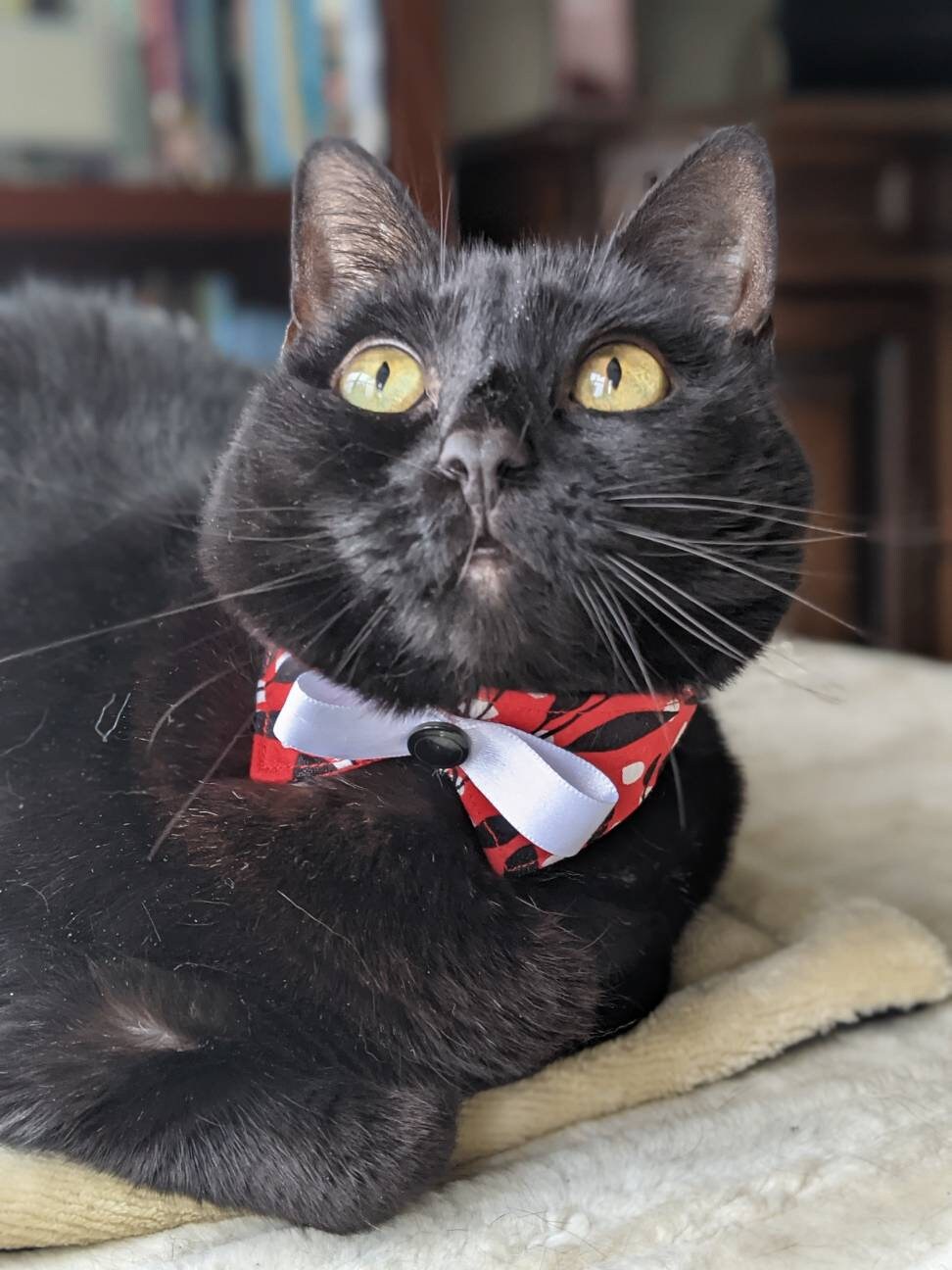 Lightweight Cat Accessory Bowtie Collar