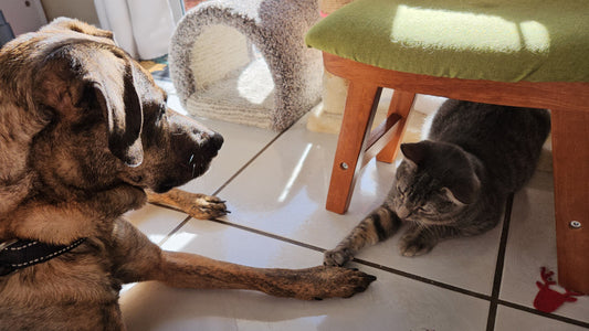 Complete List of Cat and Dog Holidays for 2026