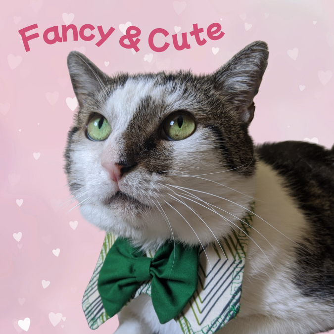 Adjustable Cat Collars