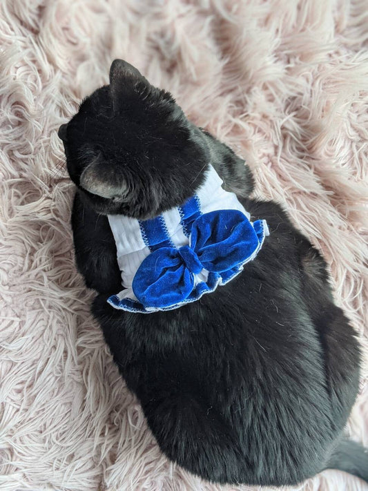 Cat wearing elegant blue and white cat jacket for cat