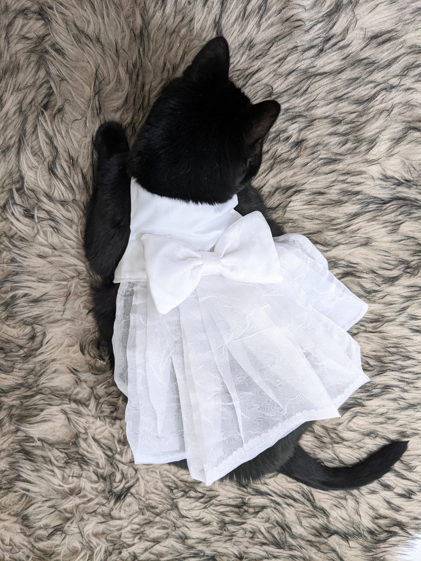Cat wearing white cat wedding dress