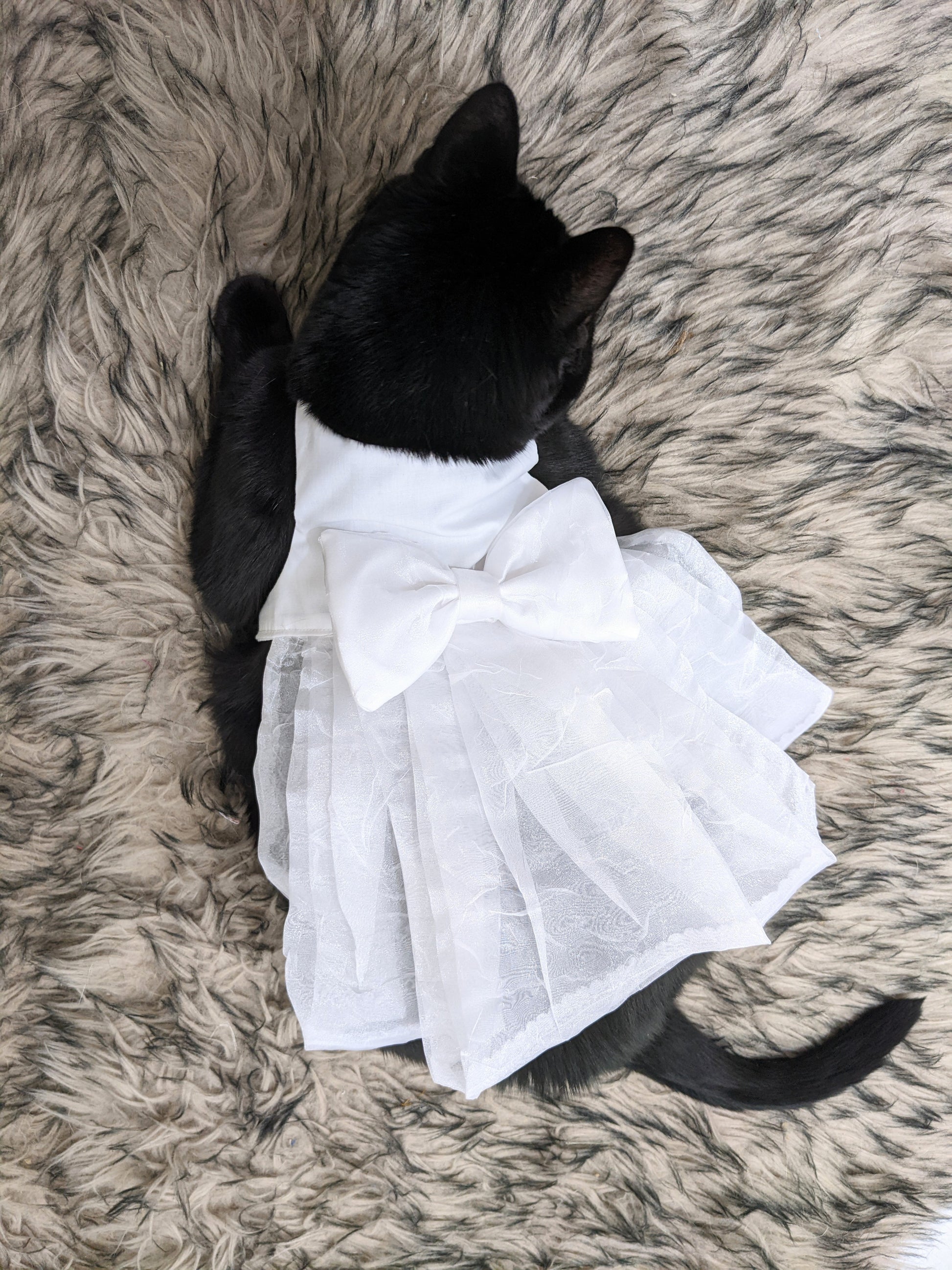 Cat wearing white cat wedding dress
