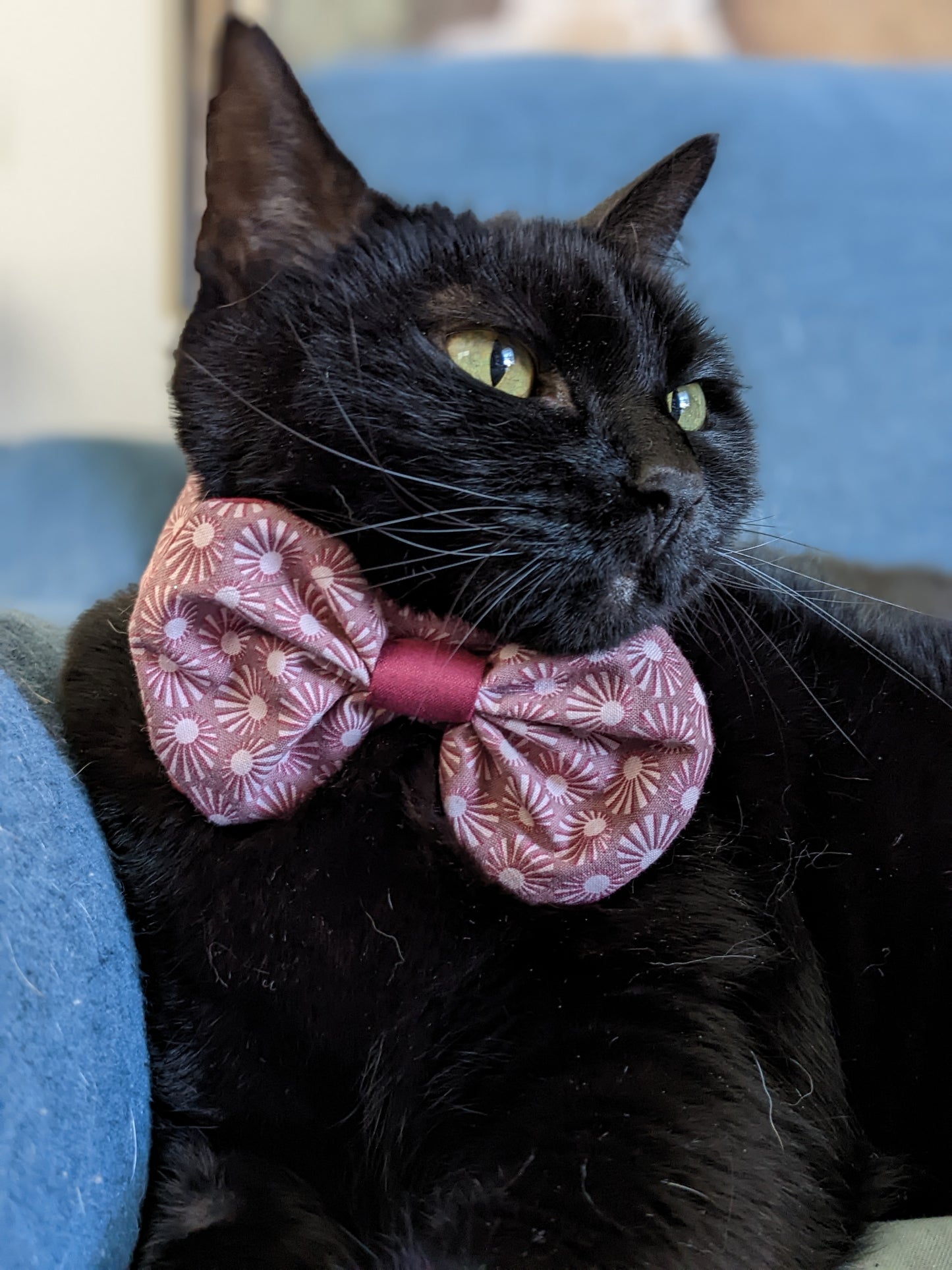 Cute Bow Adjustable Cat Collar