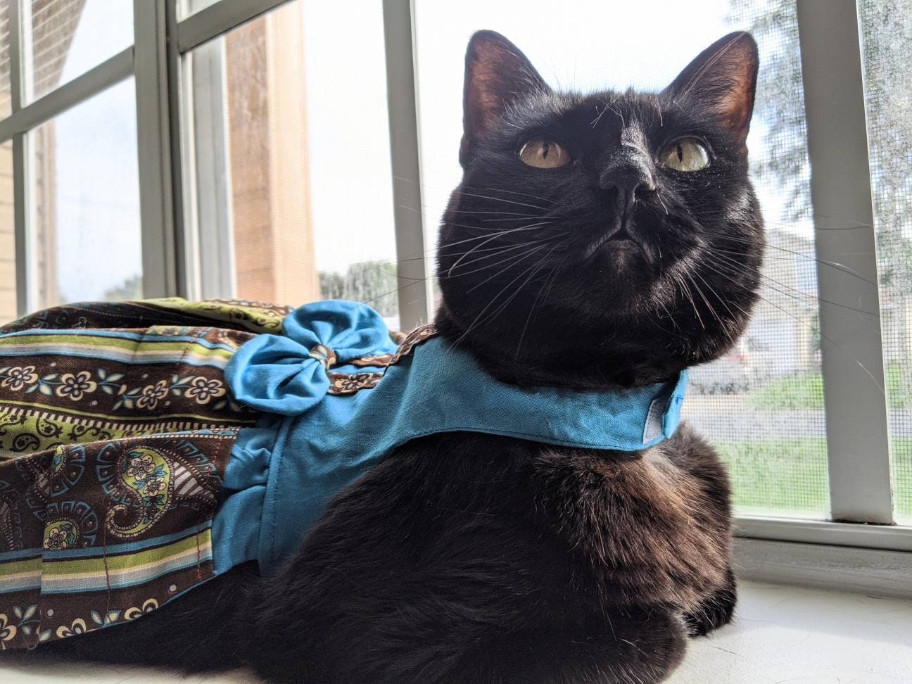 cat wearing blue and green cat dress for cat