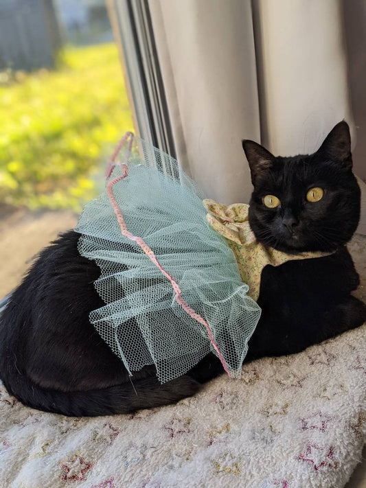 cute cat wearing a pastel yellow and teal dress for cat