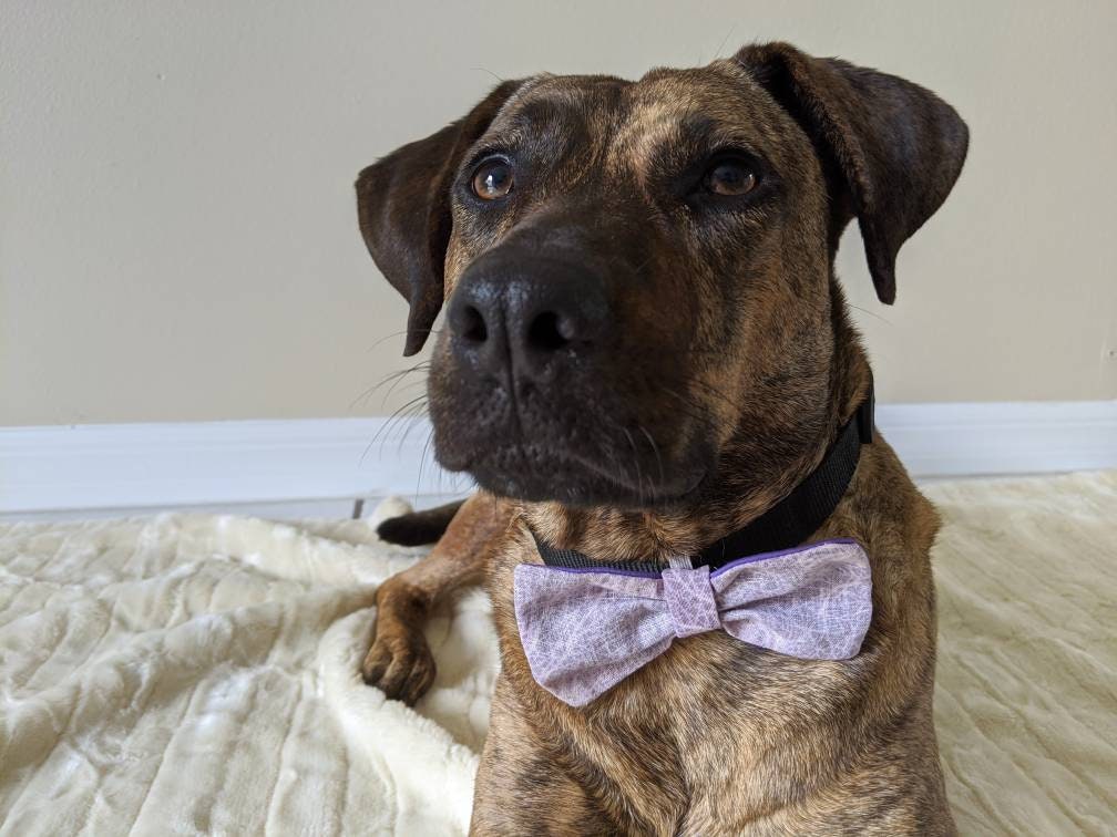 Light Purple Slide On Collar Accessory for Girl Dog