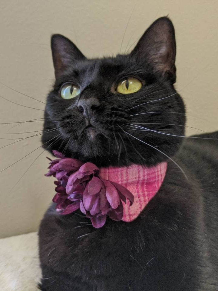 Unique Flower Adjustable Cat Collar