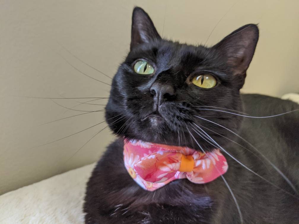 Adjustable Cute Accessory Collar for Kitten
