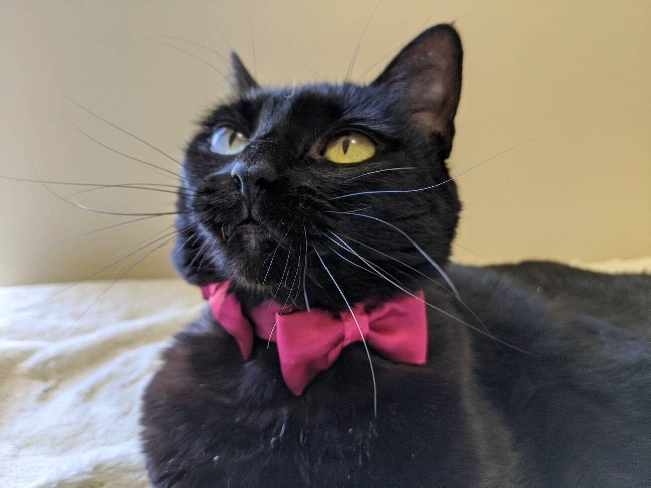 Adjustable Cute Accessory Collar for Kitten