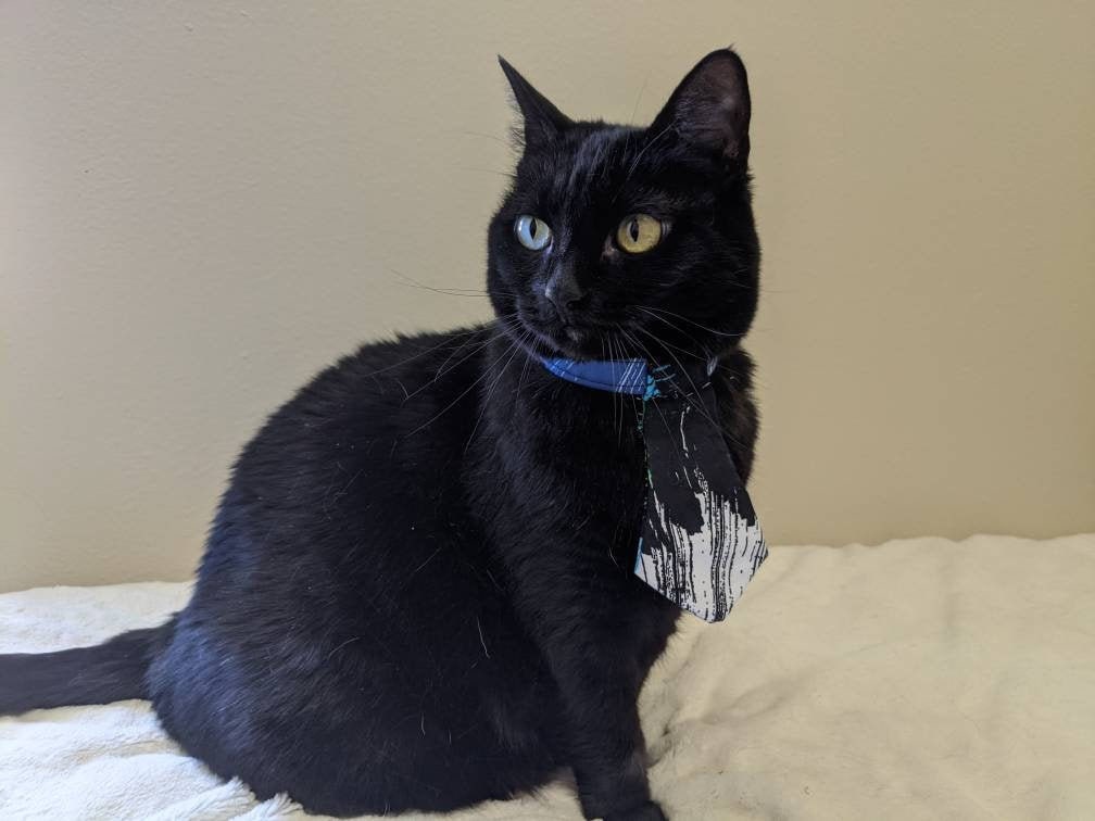 Black and Blue Skinny Adjustable Cat Tie Collar