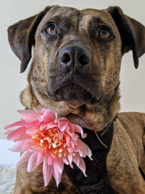 Orange Wedding Accessory for Dog Collar