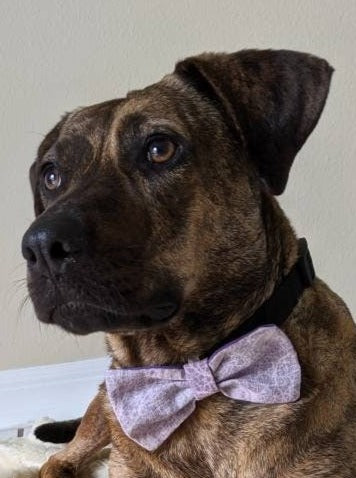 Light Purple Slide On Collar Accessory for Girl Dog