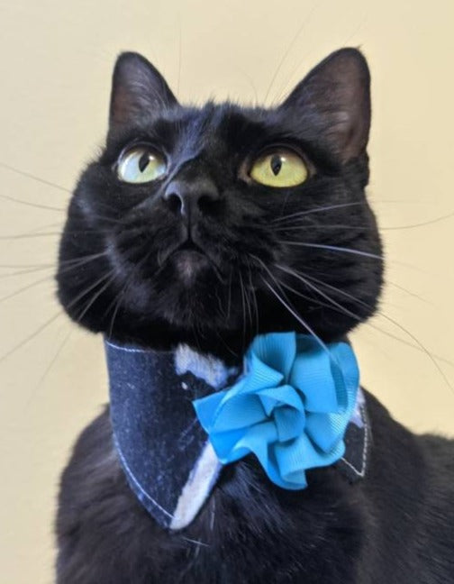Blue Adjustable Cat Collar Accessory