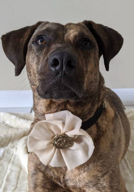 Dog Wedding Accessory for Large Dog