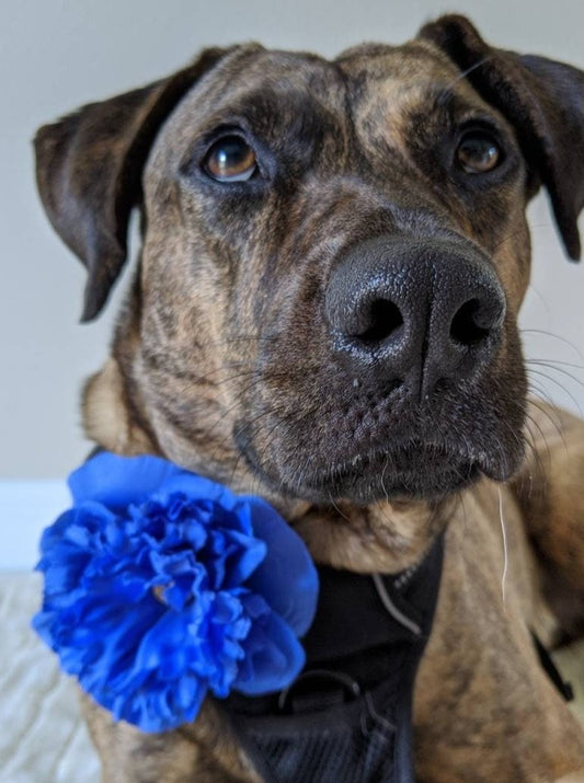 Blue Flower for Dog Collar Accessory