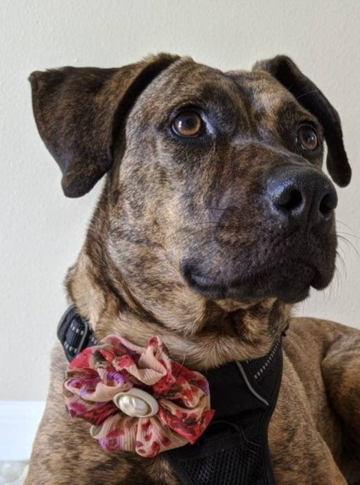 Dog Wedding Accessory for Large Dog