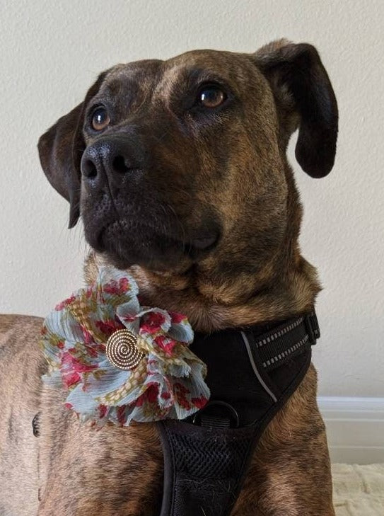 Blue Flower for Dog Collar Accessory