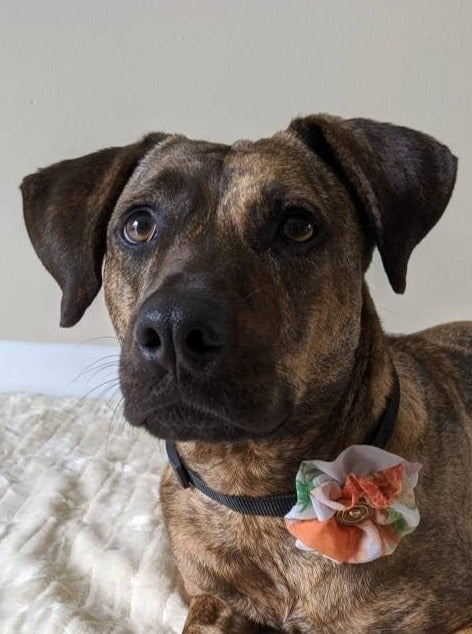 Orange Wedding Accessory for Dog Collar