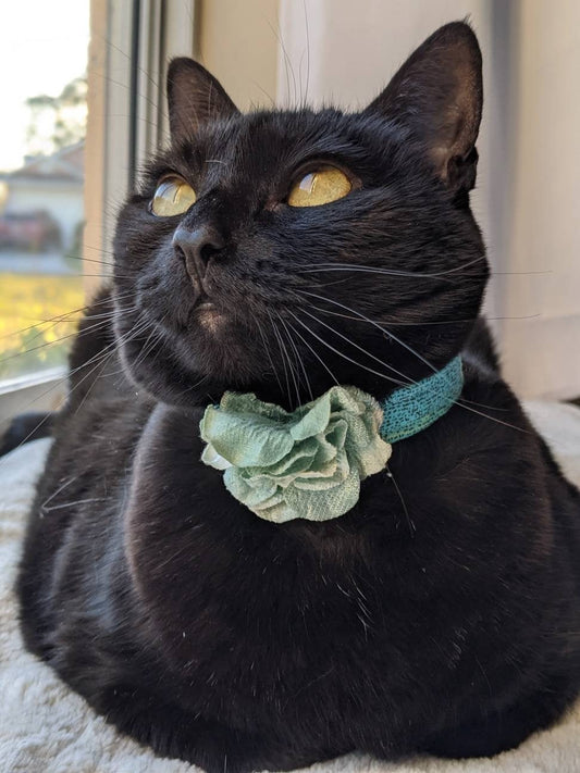 Adjustable Blue Green Collar Accessory for Cat