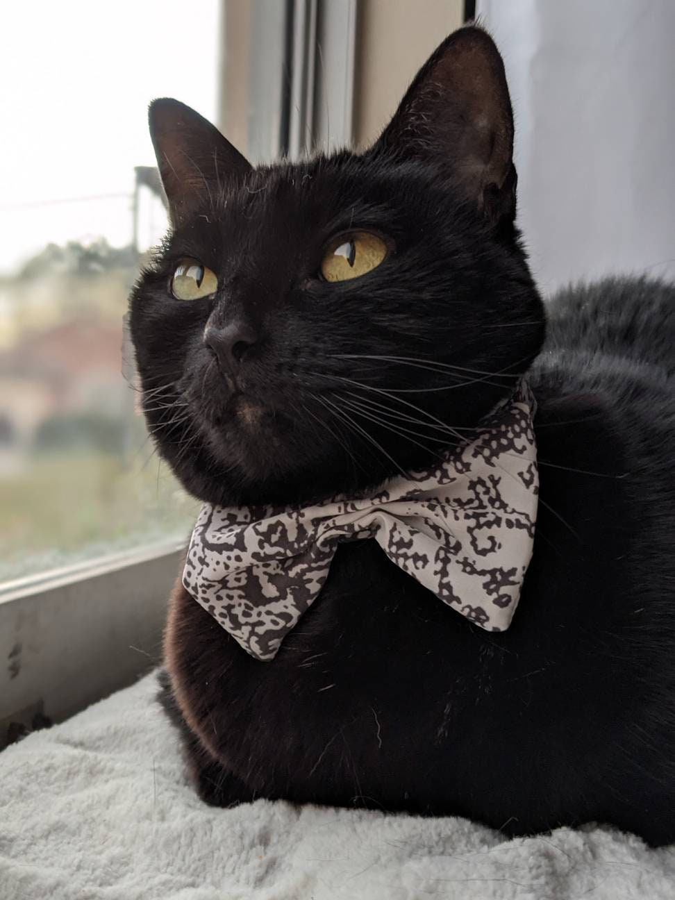 Unique Wedding Cat Neck Accessory