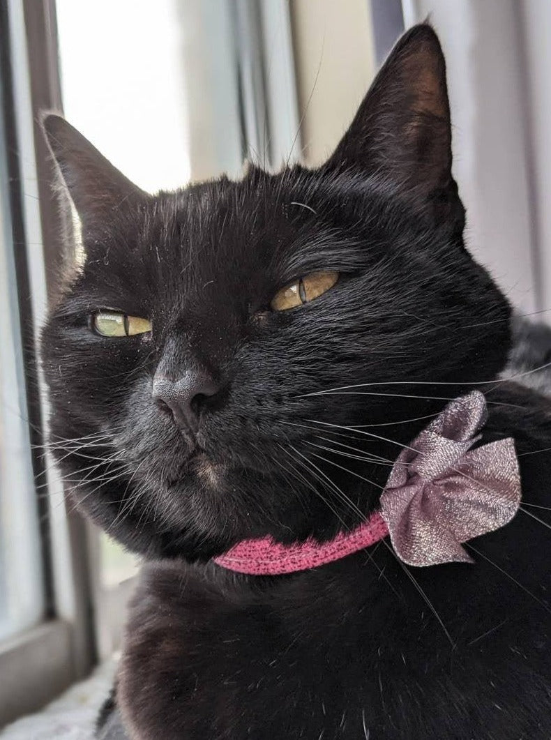 Adjustable Pink Collar Accessory for Cat