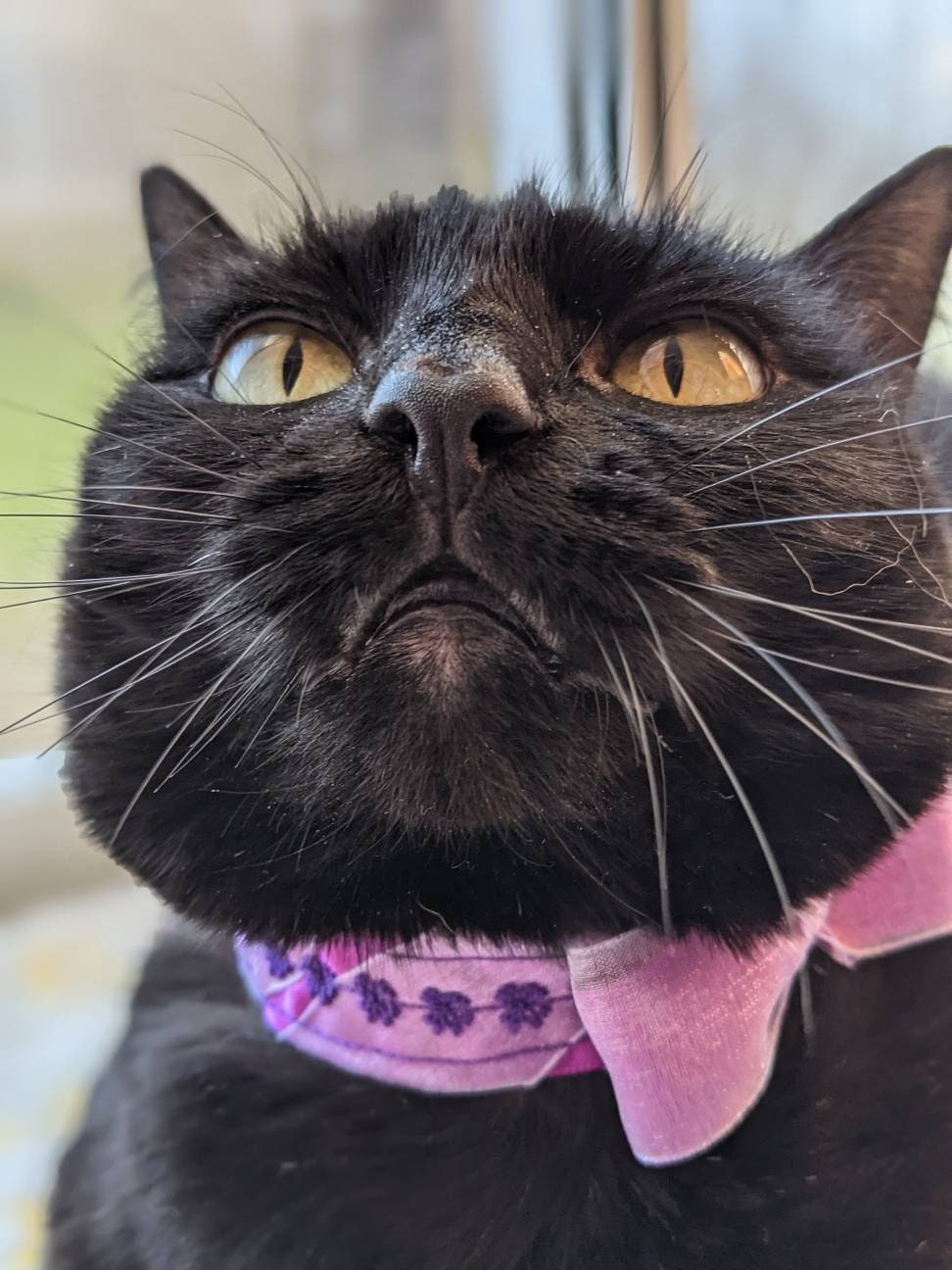 Adjustable Purple Collar Accessory for Cat