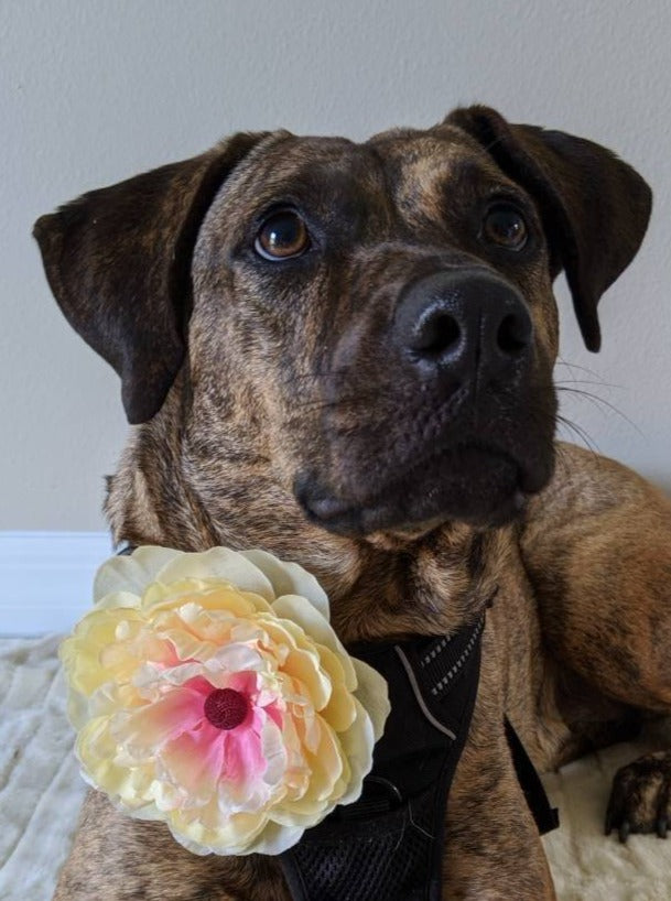 Dog Wedding Accessory for Large Dog