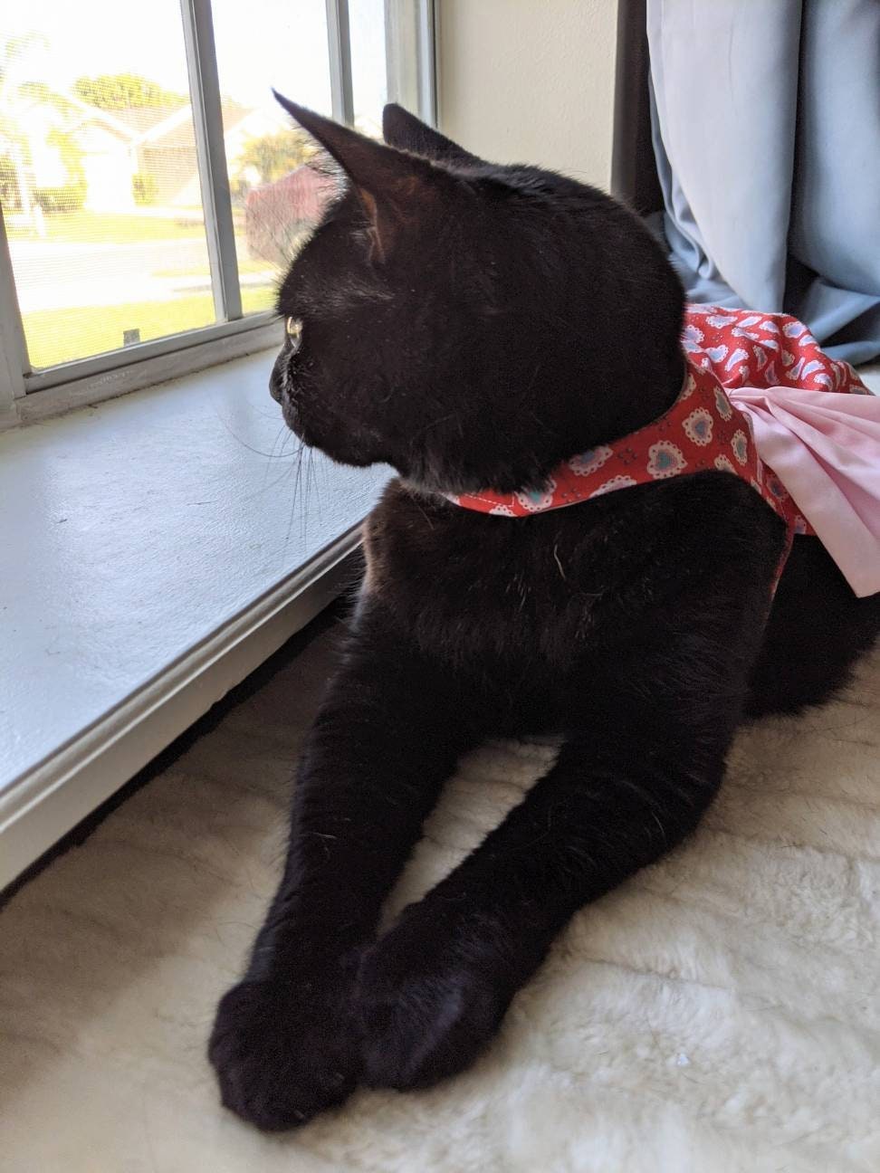 All the Hearts Cat Dress