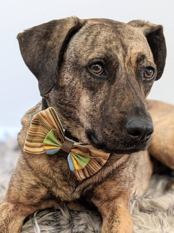 Dog Wedding Accessory for Large Dog