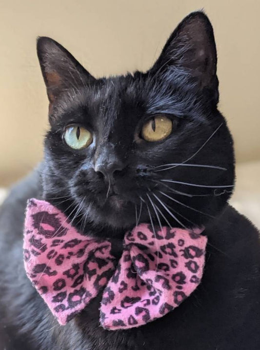 Adjustable Pink Collar Accessory for Cat